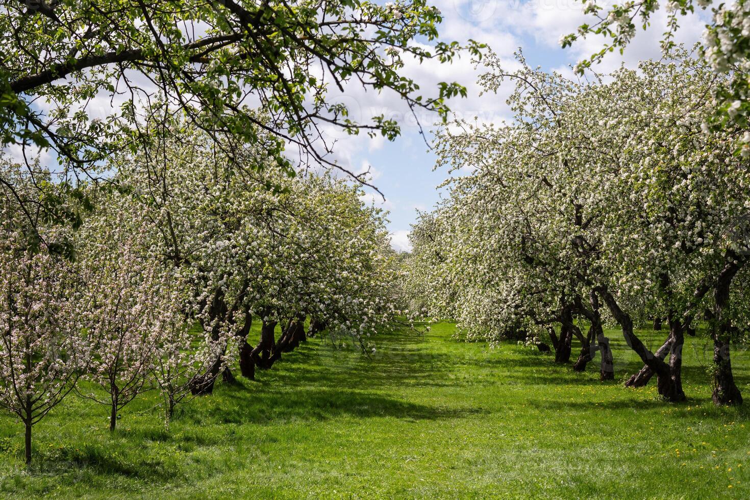 Blooming Apple Orchard on Sunny Day in Springtime photo