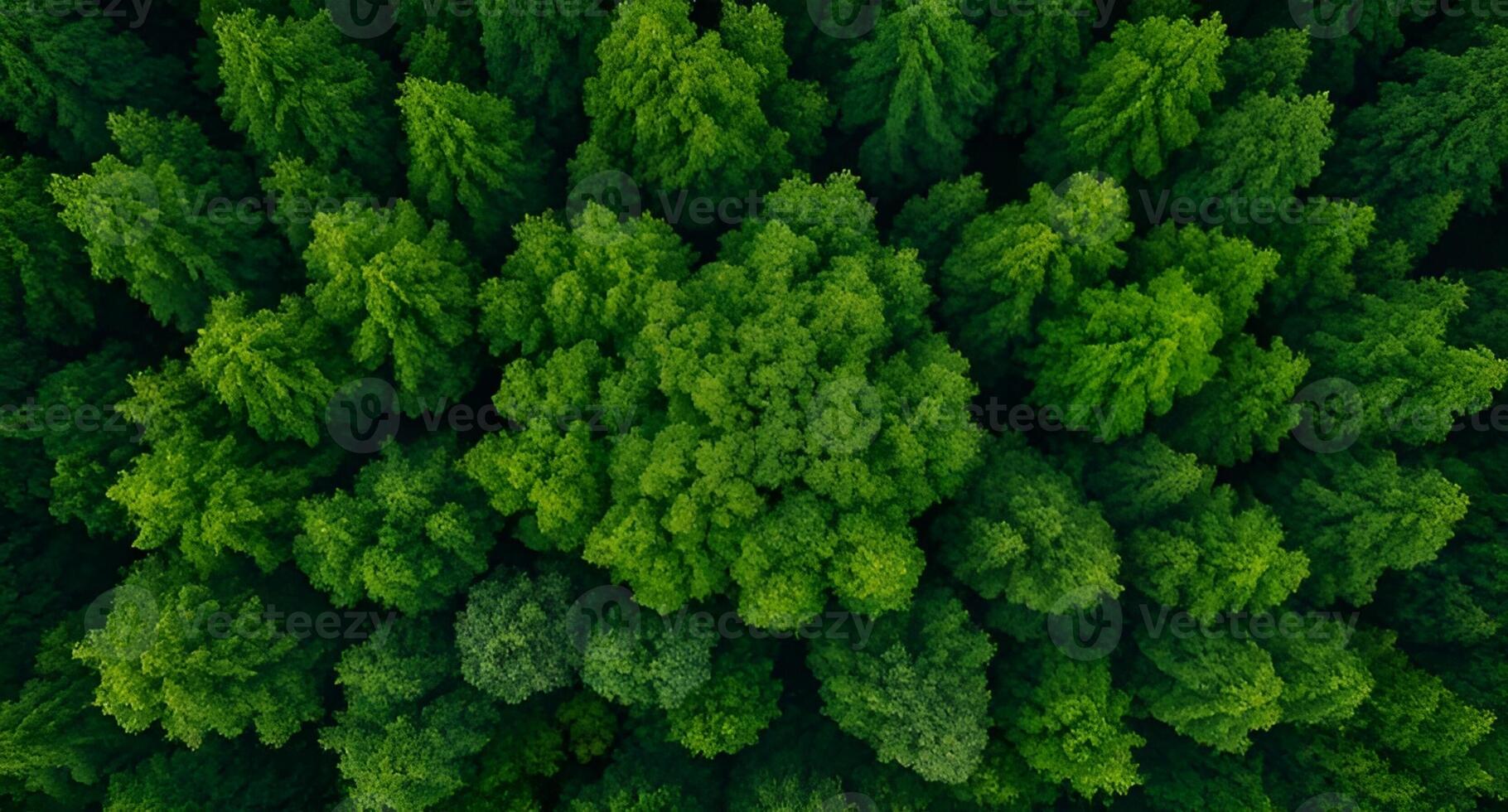 Aerial View of Dense Green Forest Canopy with Varied Tree Textures and Lush Foliage photo