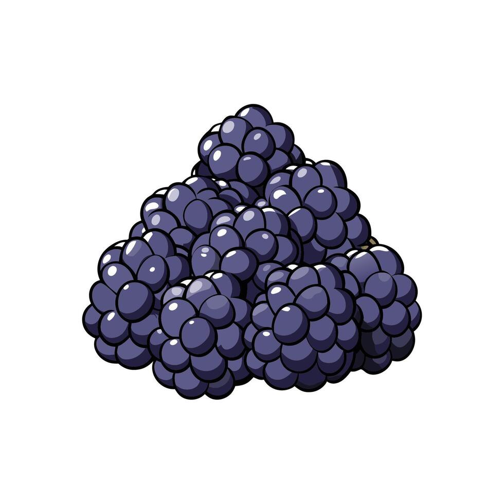 Pile of plump blackberries on a white background graphic vector