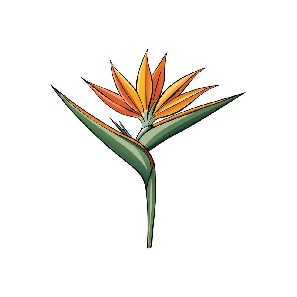 Stylized bird of paradise flower with bold outlines vector