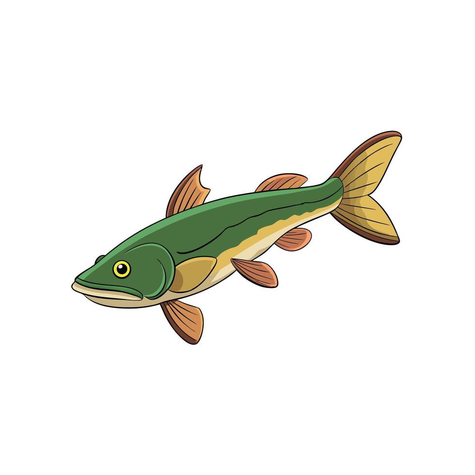 Illustration of a freshwater fish against a white background vector