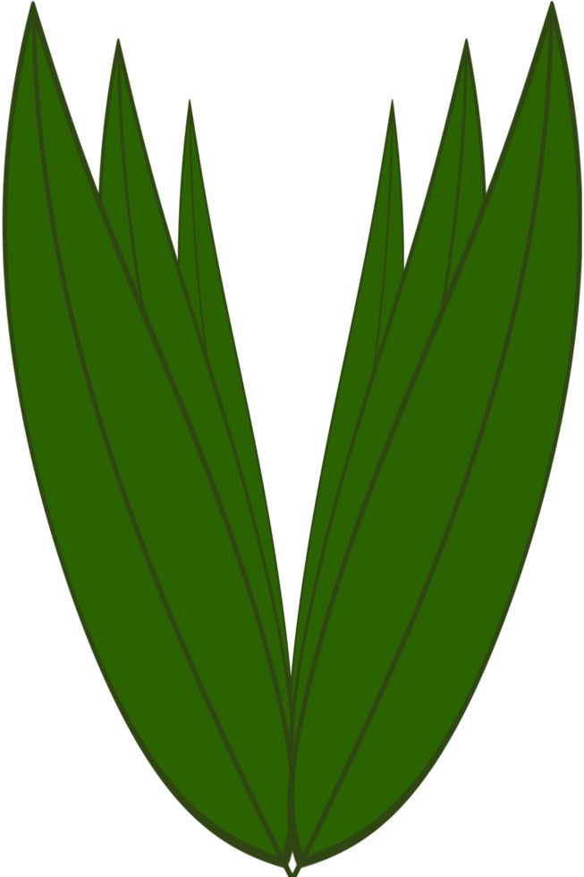 Beautiful shape and fresh deep green colors tone of 6 fresh plant leaves. png