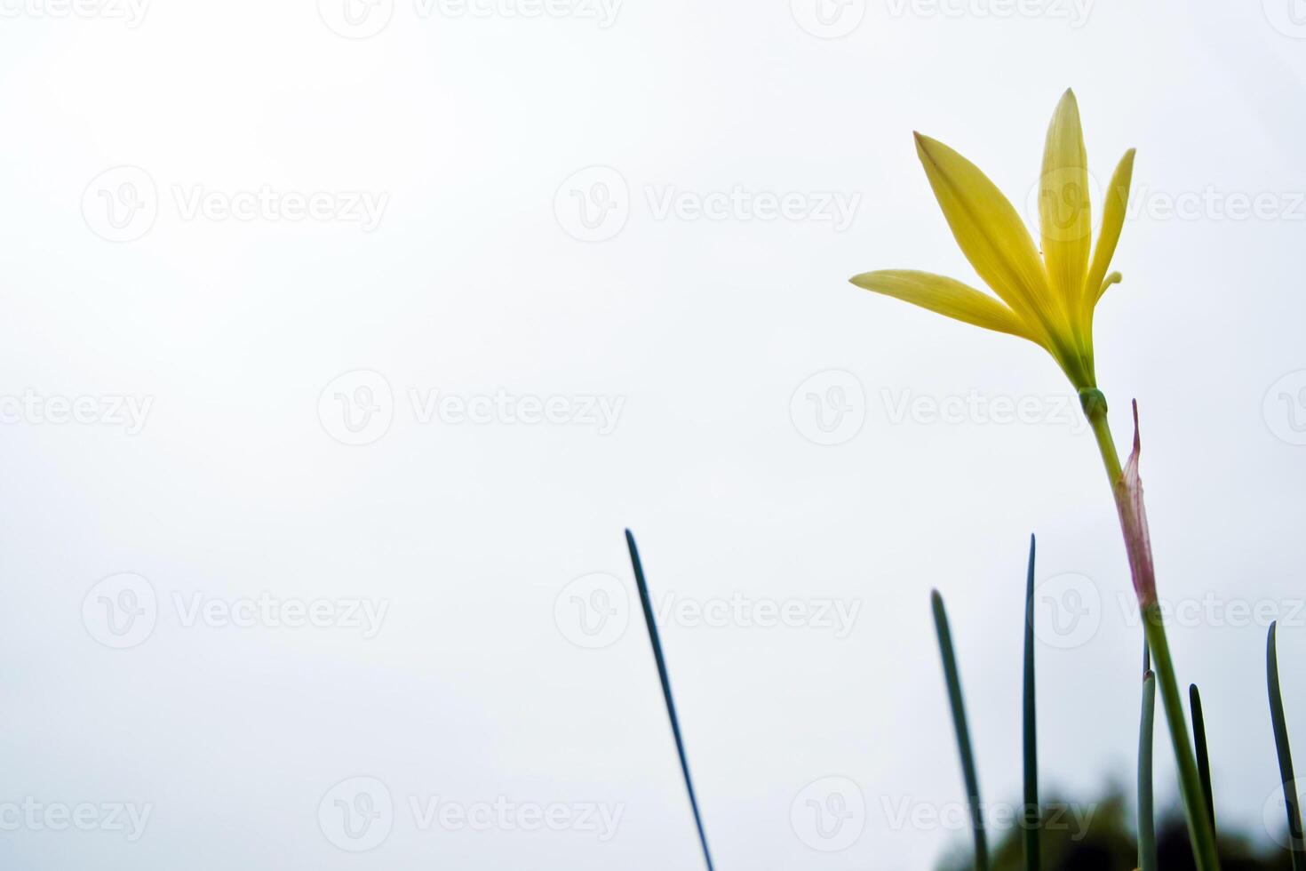 A Yellow flower blooming in garden photo