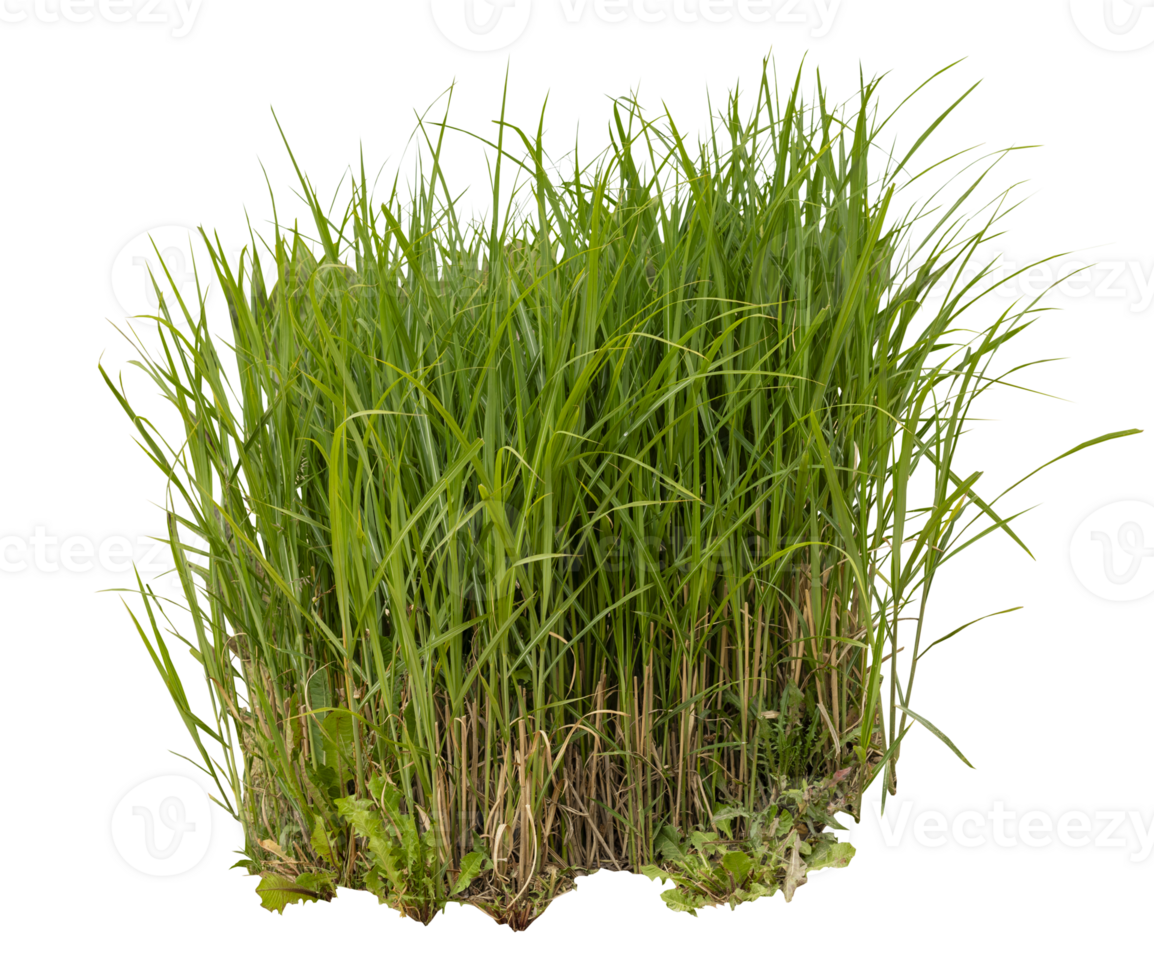 Lush green grass isolated on transparent background, emphasizing its vibrant colors and textures ideal for various design and landscaping projects. Front view, cut out plant. png