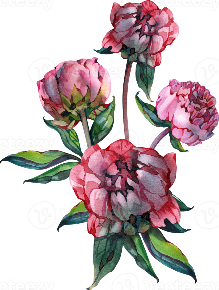 Peony flower. watercolor for wedding invitation, printing, sublimation, mug, tshirt, tumbler png