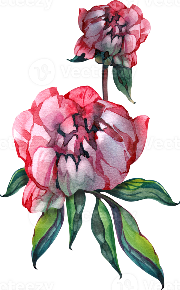 Peony flower. watercolor peonies for wedding invitation, printing, sublimation, mug, tshirt, tumbler png