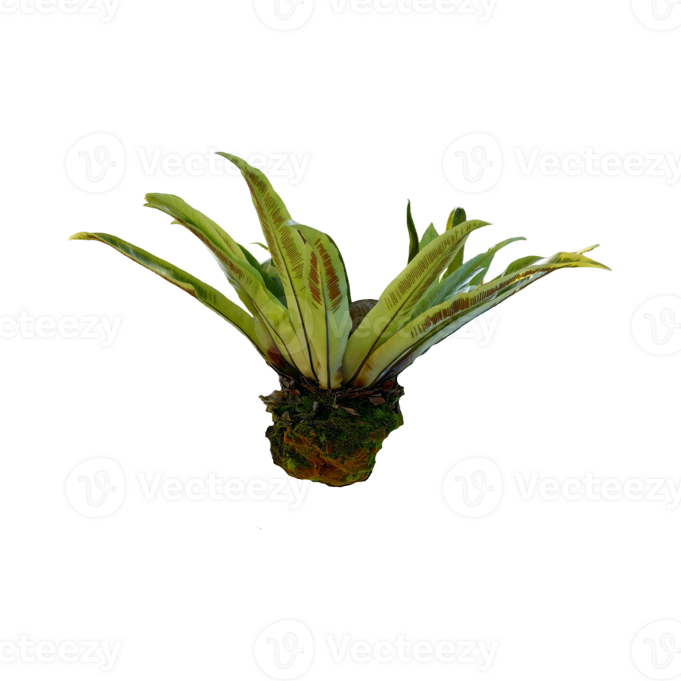Birds Nest Fern or splenium nidus with lush green fronds and dark midrib patterns, growing on mossy wood. Isolated on transparent background for botanical or design use. png