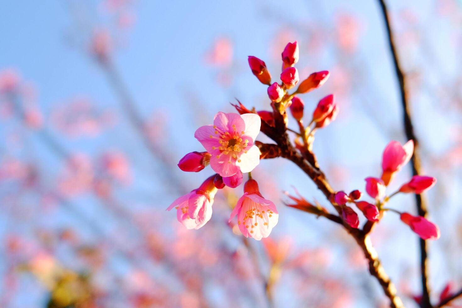 Macrophotography of blooming pink wild Himalayan Cherry flowers branch with blue sky in natural sunlight of sunny day. Copy space photo