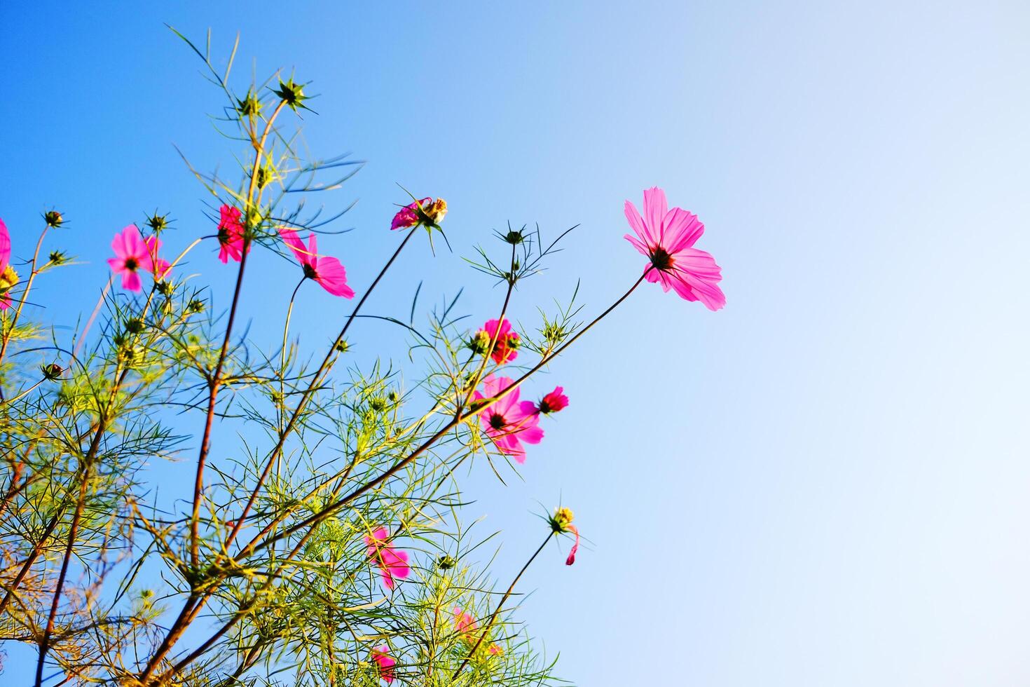 Blooming pink cosmos flowers and pollen in a meadow of wildflower with blue sky in sunny bright day on summer vibes. Copy space photo
