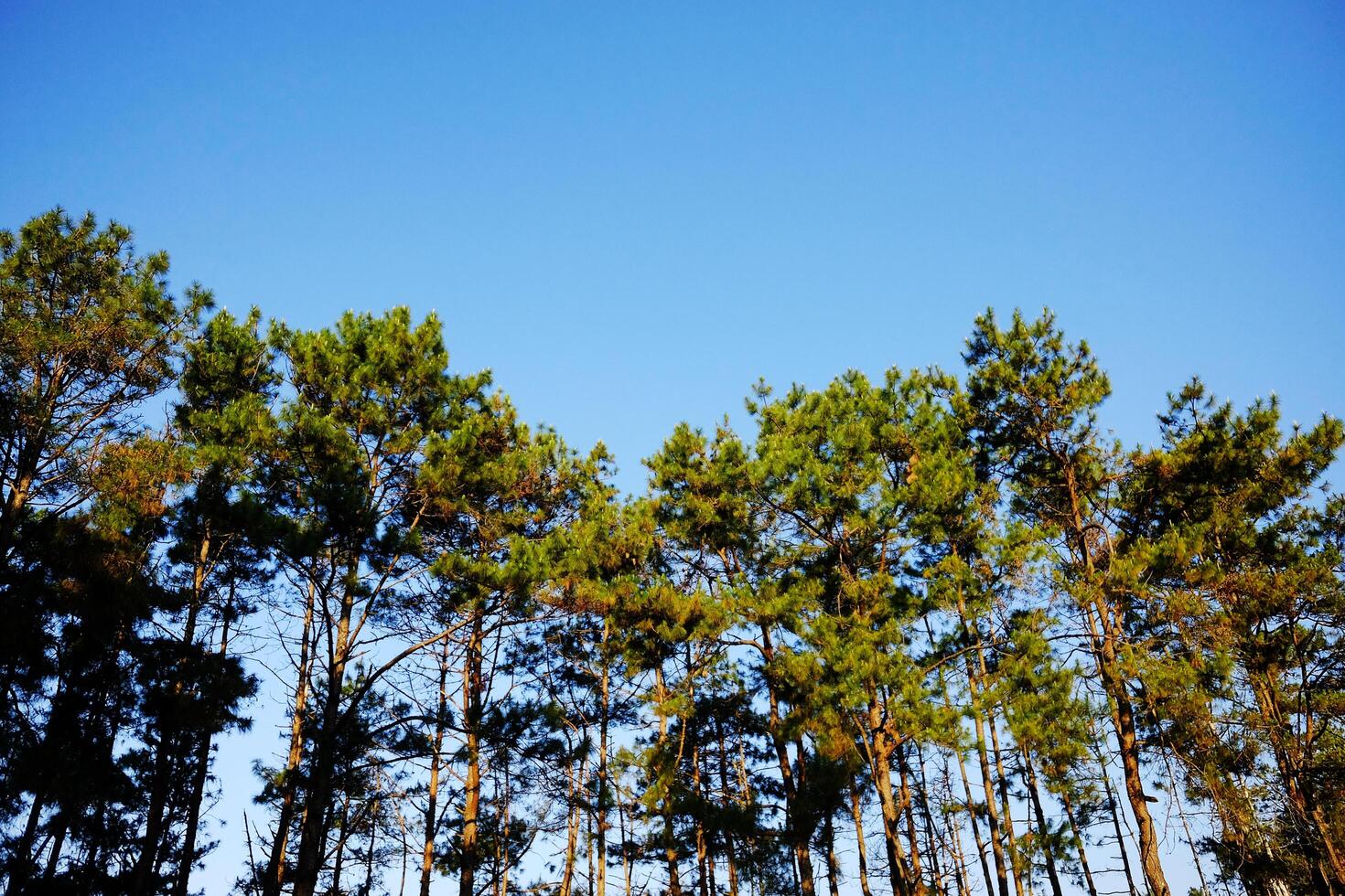 Beautiful landscape pine forest with blue sky and bright day in the mountain in Thailand photo