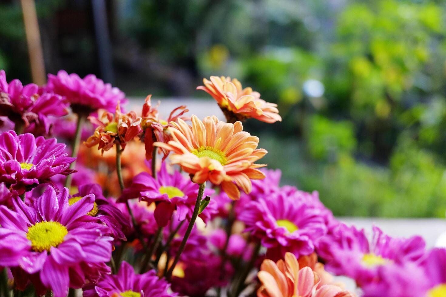 Close up Blooming beautiful pink and orange Chrysanthemum flowers bouquet on wooden table in natural garden. Copy space photo