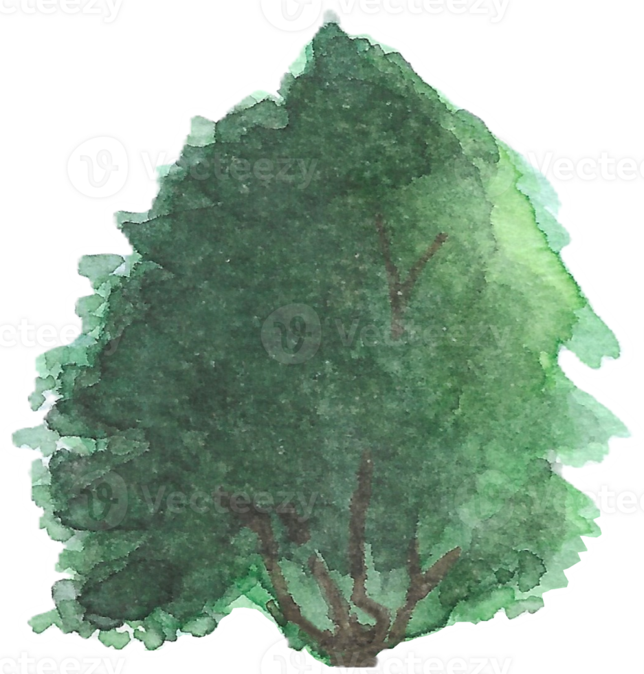 Tree with thick round branches is painted by hands with watercolor in real fine art style png