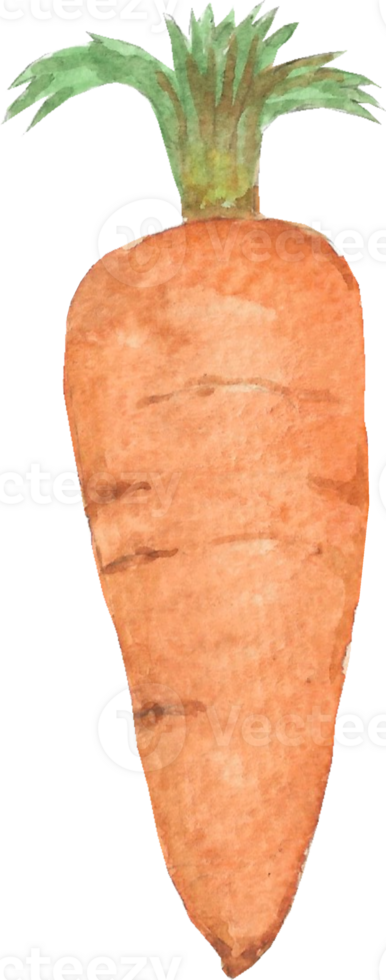 Carrot is painted by hands with watercolor in real fine art style png