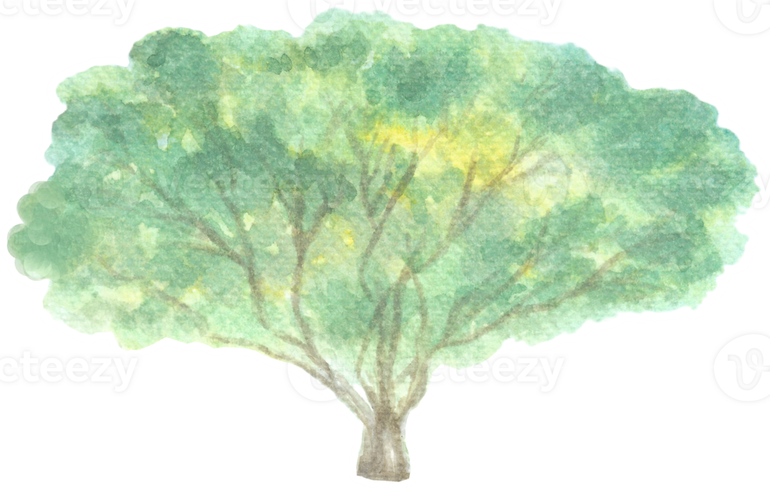 Tree with wide branches is painted by hands with watercolor in real fine art style png