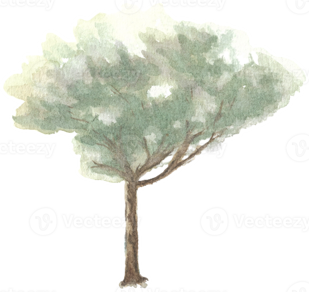 Tree with high trunk is painted by hands with watercolor in real fine art style png