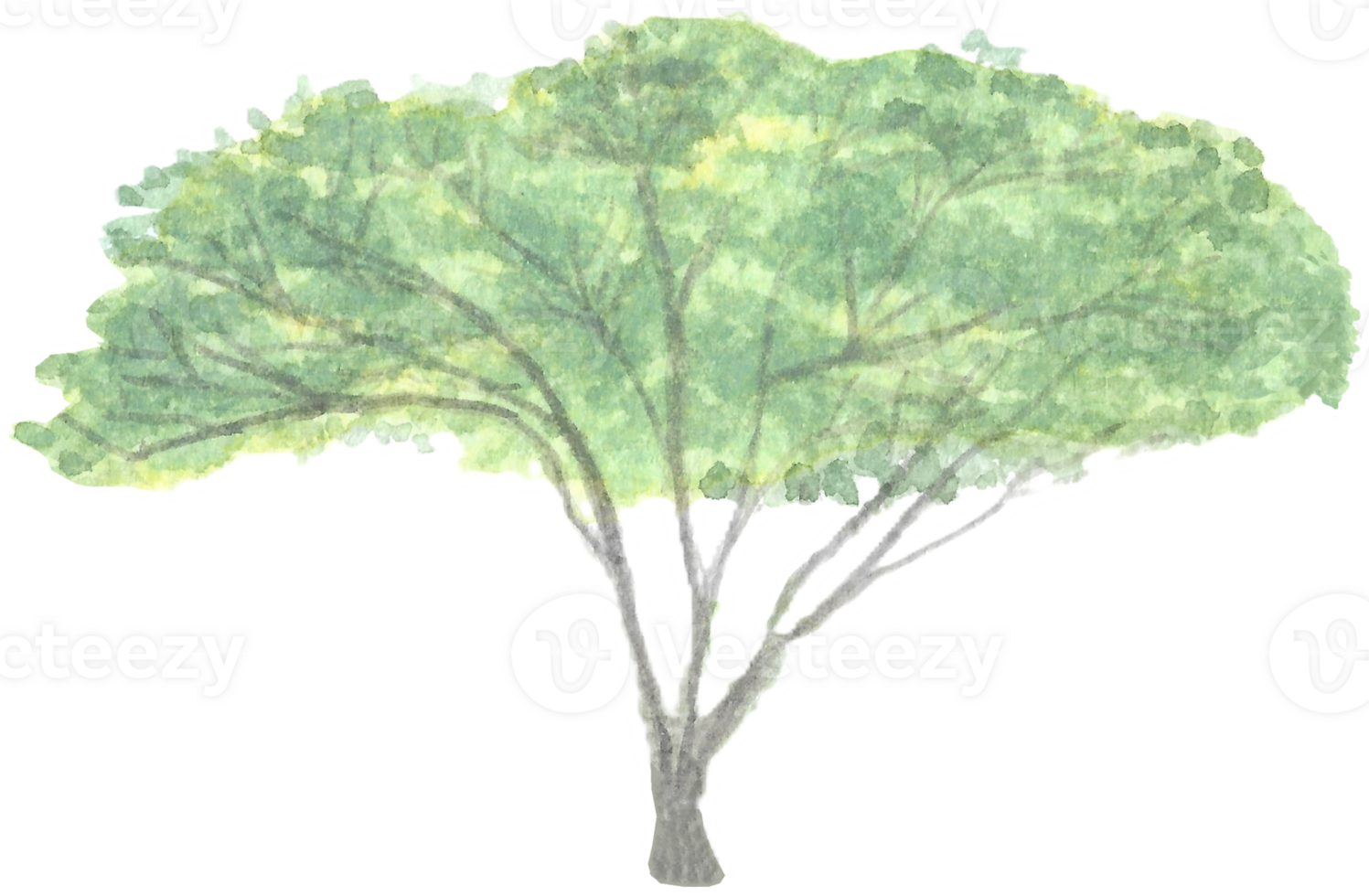 Tree with three separated trunks is painted by hands with watercolor in real fine art style png