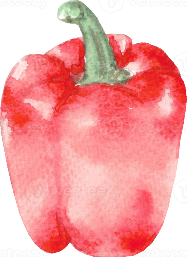 Red Pepper is painted by hands with watercolor in real fine art style png