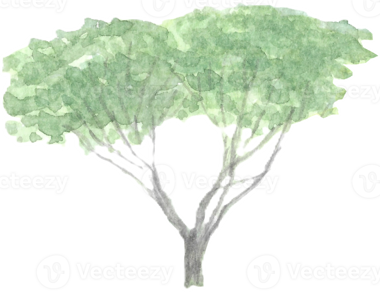 Tree with two separated trunks is painted by hands with watercolor in real fine art style png