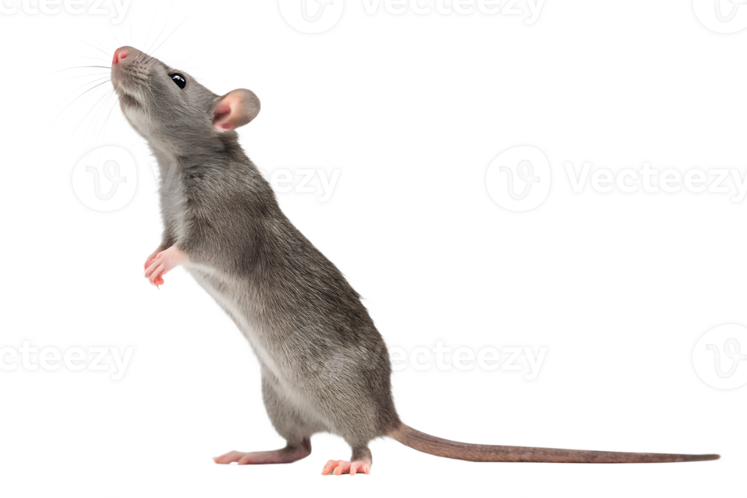 A rat standing on its hind legs with its tail up png