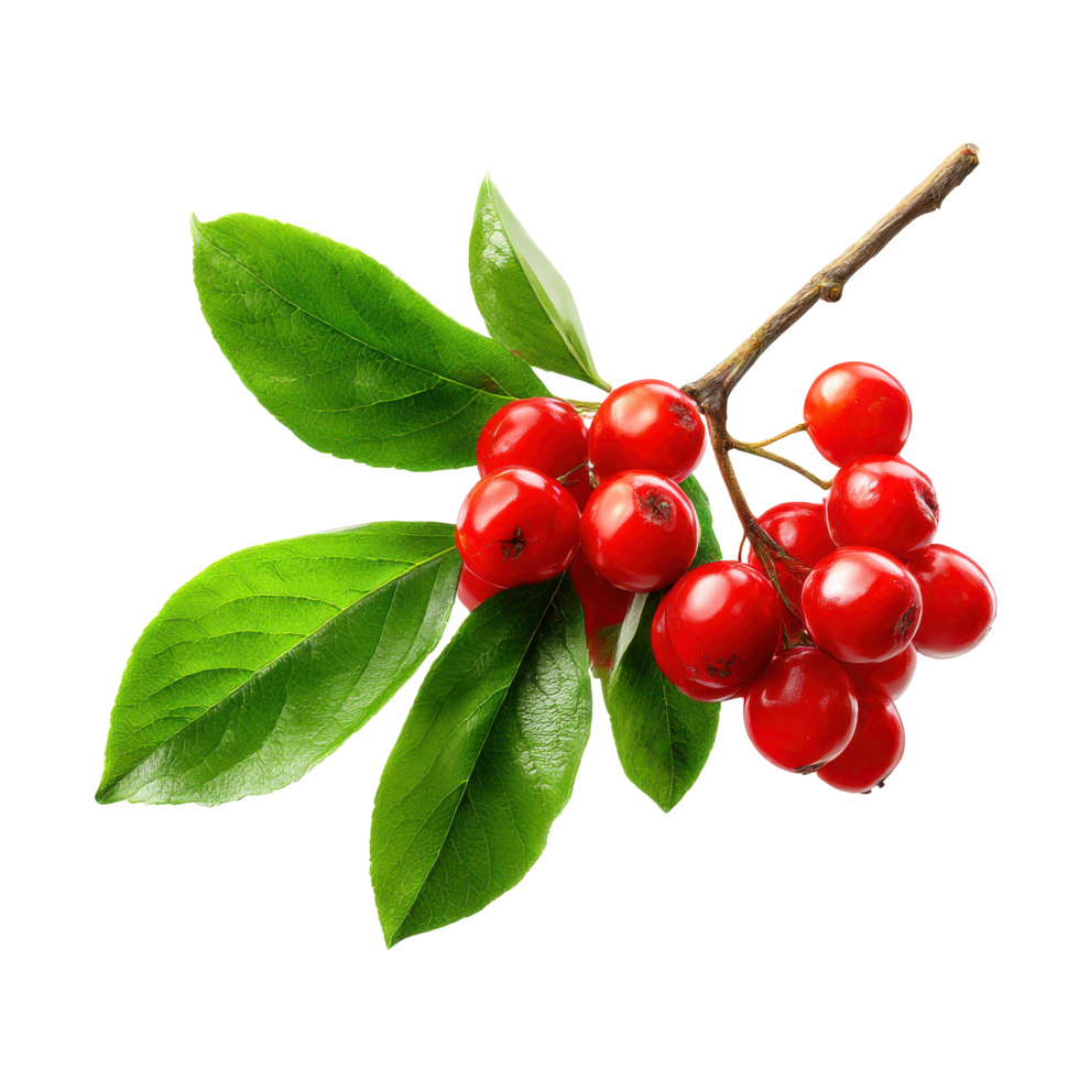 Red berries and green leaves close up botanical plant photography on transparent background png