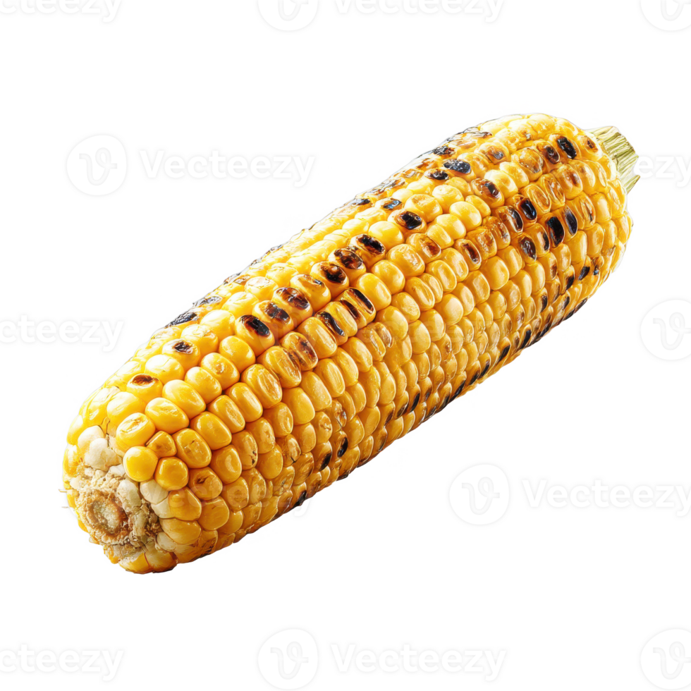 Grilled corn on the cob perfect for summer barbecues and cookouts on transparent background png