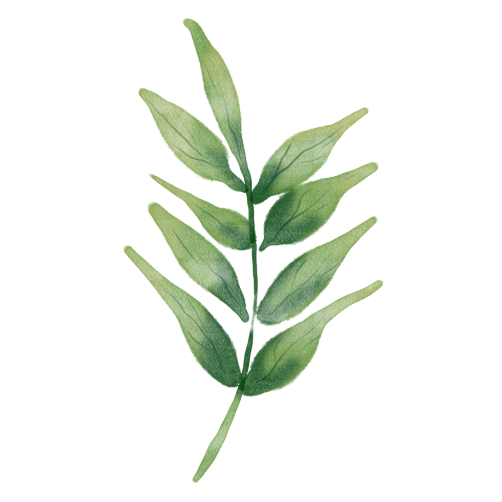 Watercolor leaf illustration. Spring clipart png