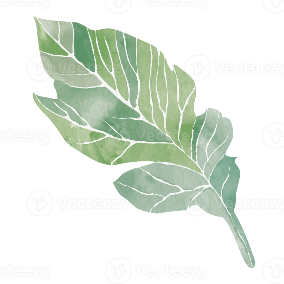 Watercolor stylized illustration of a green leaf, without a background. Abstract clipart for creating interior design, tableware prints, magazine covers, or grocery packages. Element for web design. png