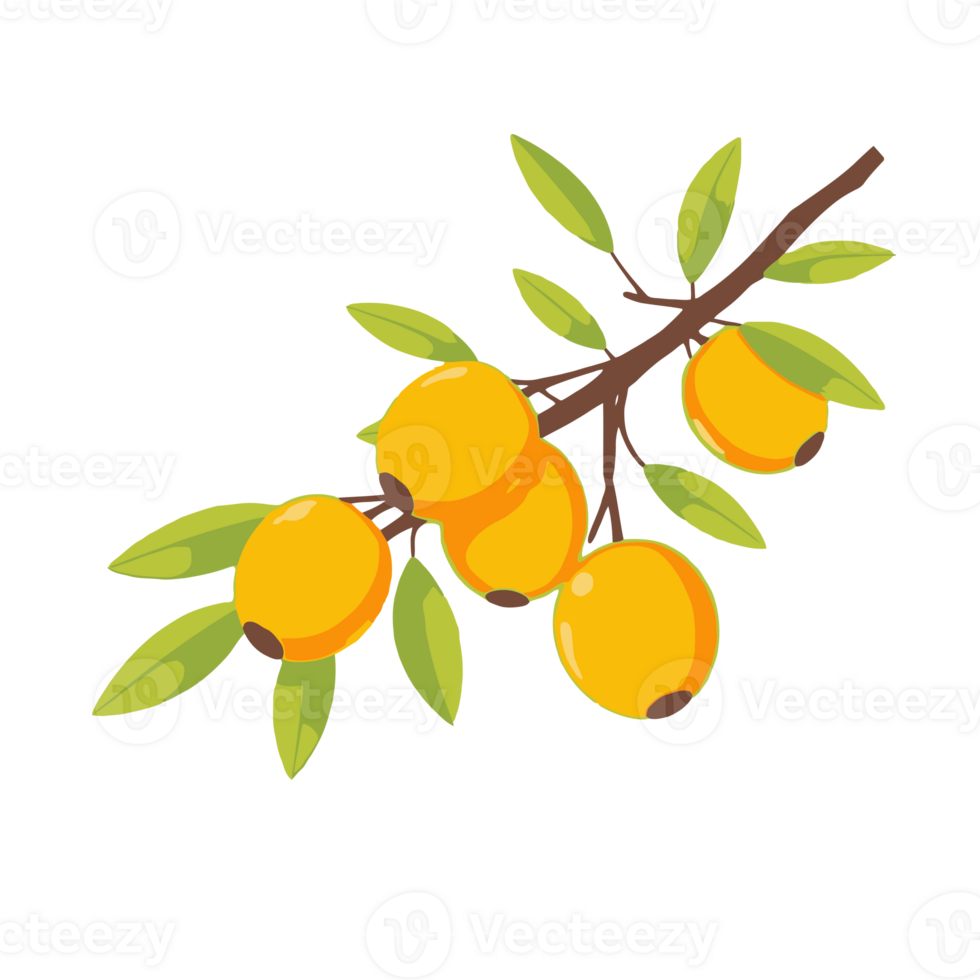 A branch with yellow fruit on it png