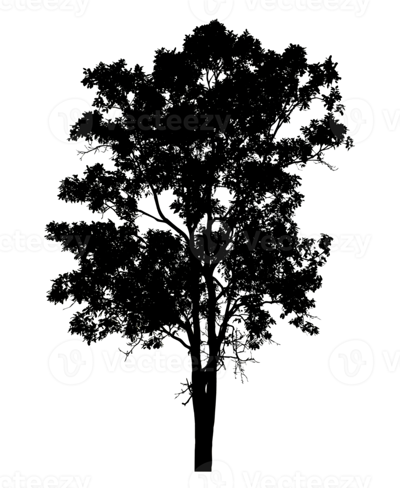 tree silhouette on a transparent background.tree cut out high quality for advertising design and graphic decoration, Nature element single object png