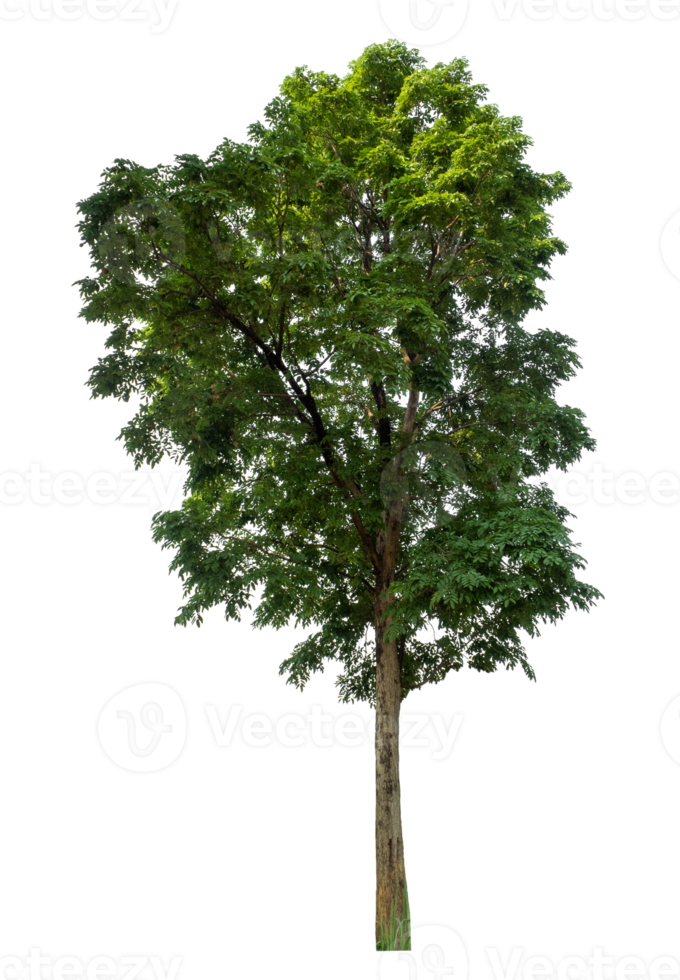 isolated single tree with clipping path on transparent background, high resolution. png
