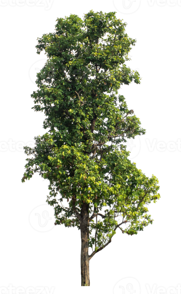 isolated single tree with clipping path on transparent background. png