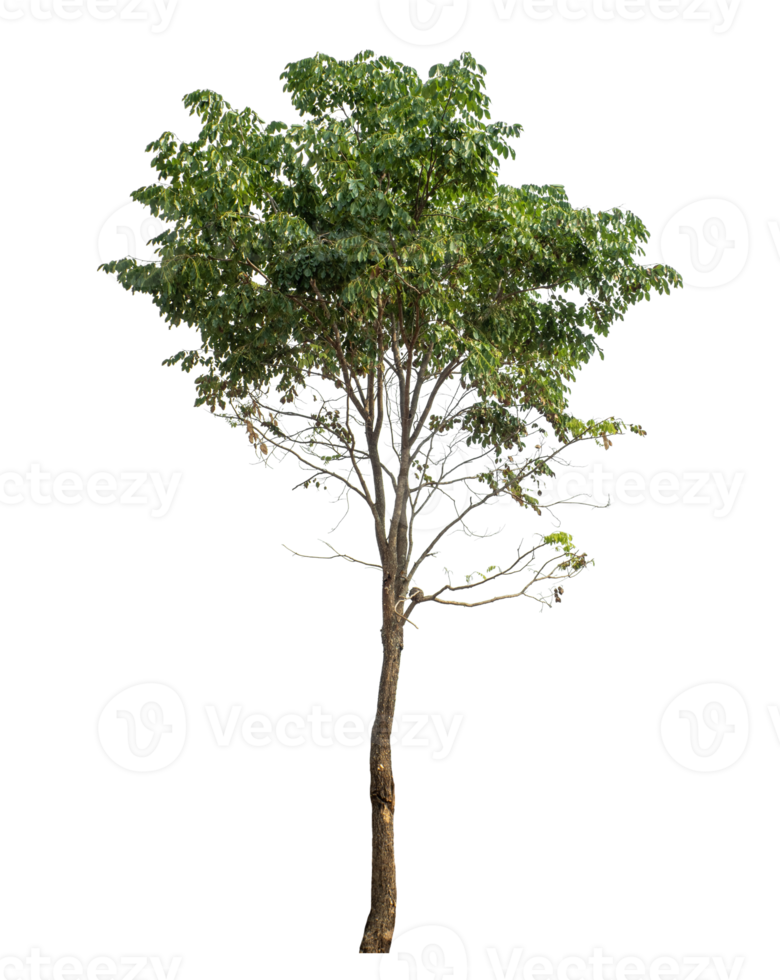 single tree on transparent picture background,Tree isolated on transparent background with clipping path, Realistic with shadow environment png