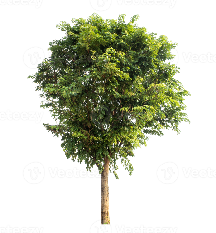 Tree isolated on transparent background with clipping path, Realistic with shadow environment. png