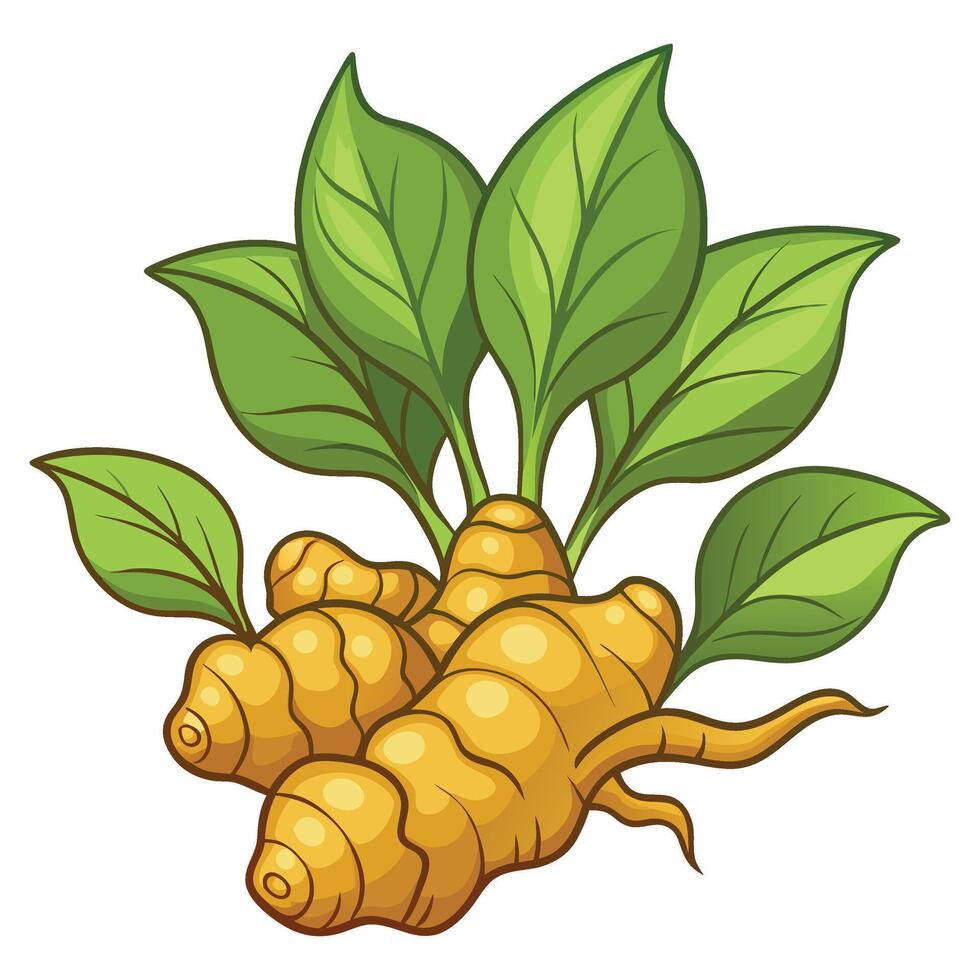 Ginger root clipart isolated on white background vector