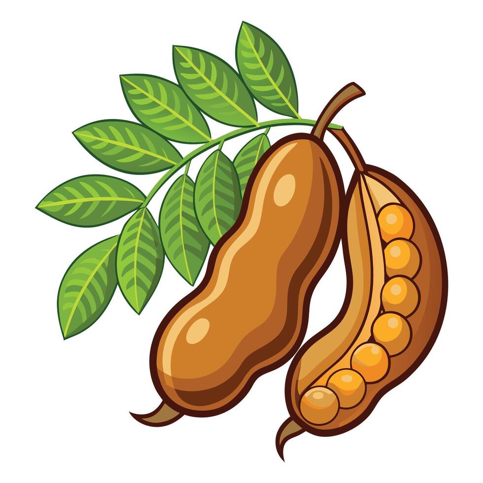 Tamarind clipart isolated on white background vector