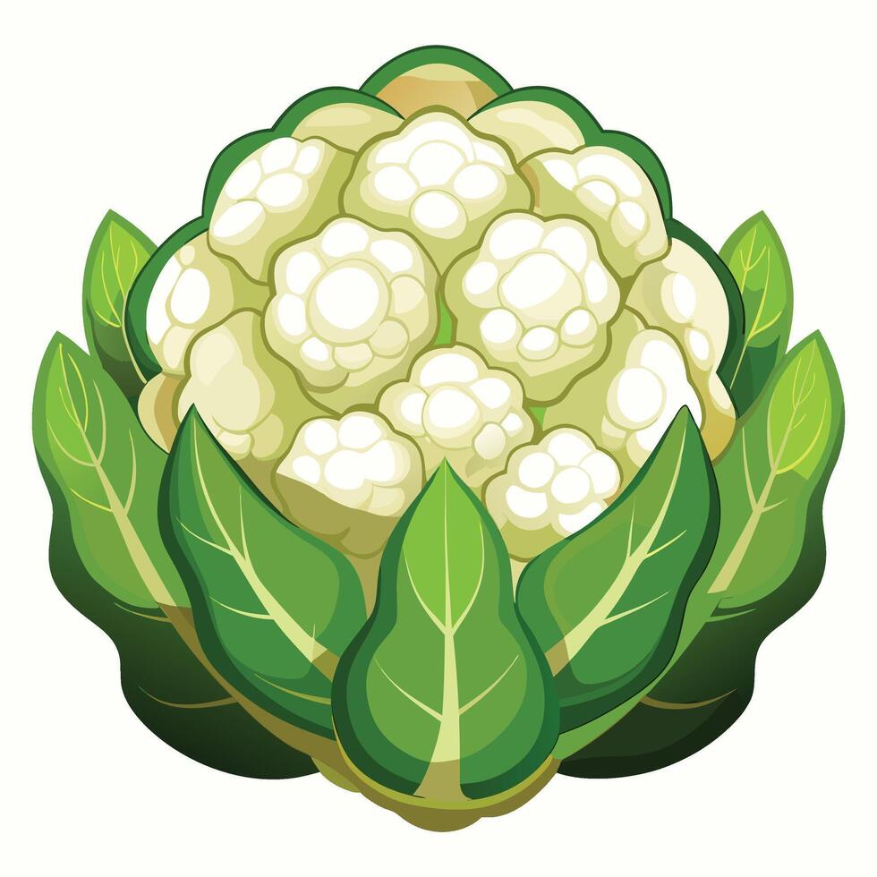 Cauliflower clipart isolated on white background vector