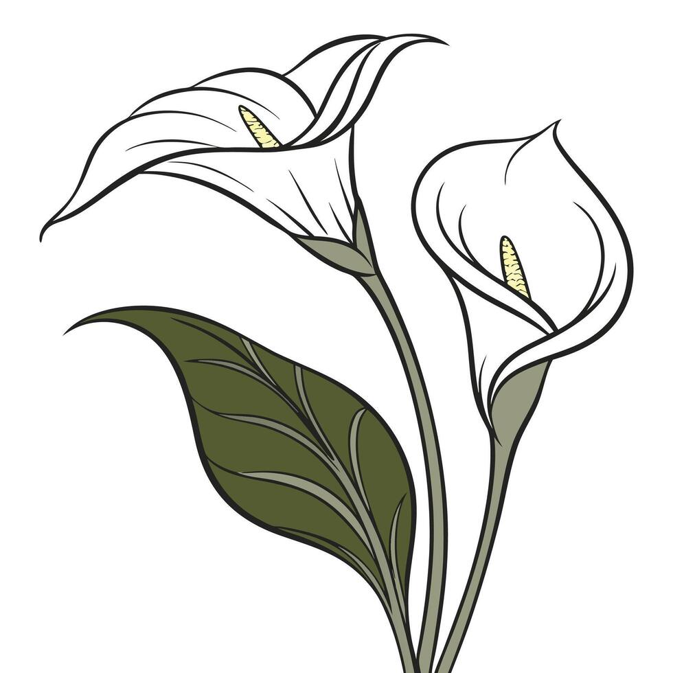 White calla lily clipart isolated on white background vector