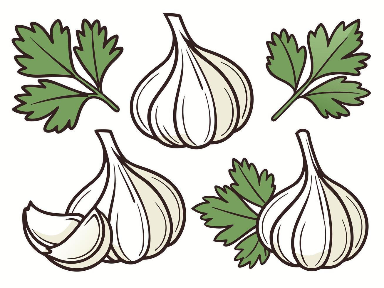 Fresh garlic bulbs and parsley sprigs in cartoon style isolated on white background vector