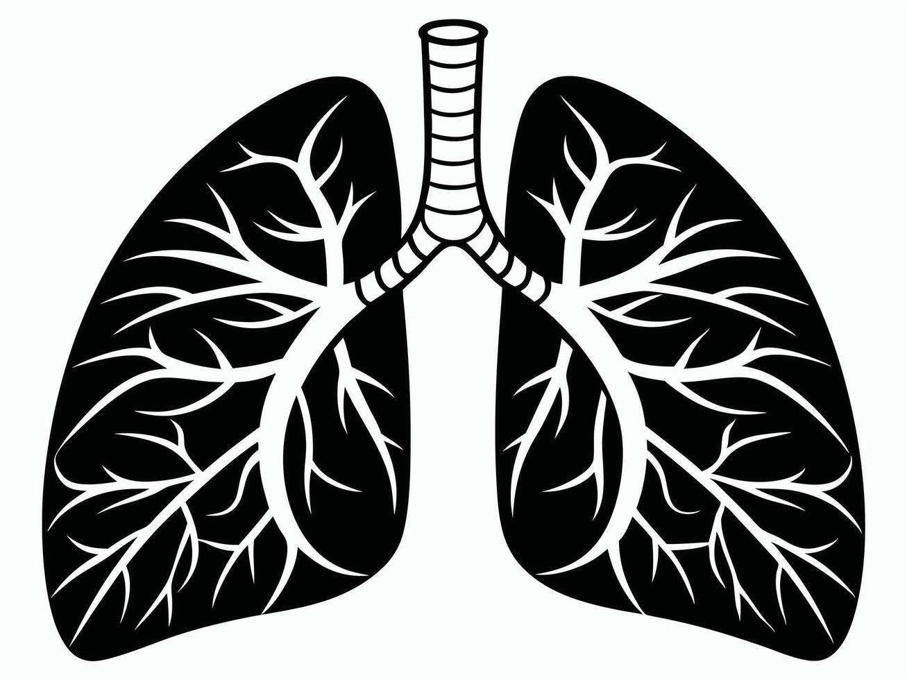 Black and white anatomical illustration of human lungs respiratory system in a format vector
