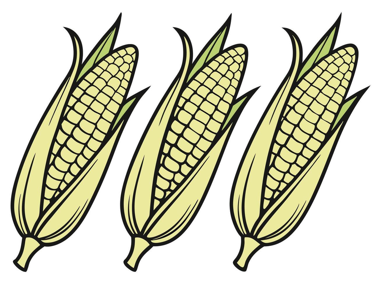 Three freshly harvested cartoon corn cobs with green husk isolated on white background vector