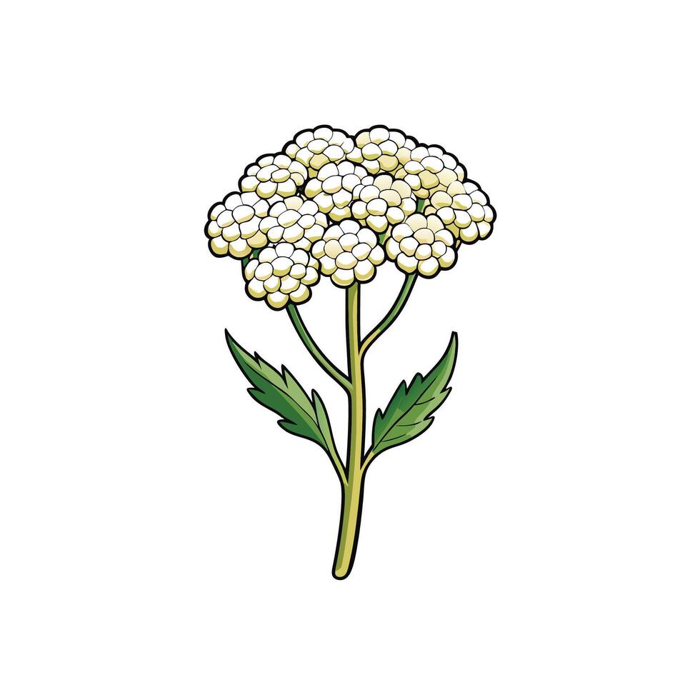 Cartoon yarrow plant with green leaves and white flowers vector