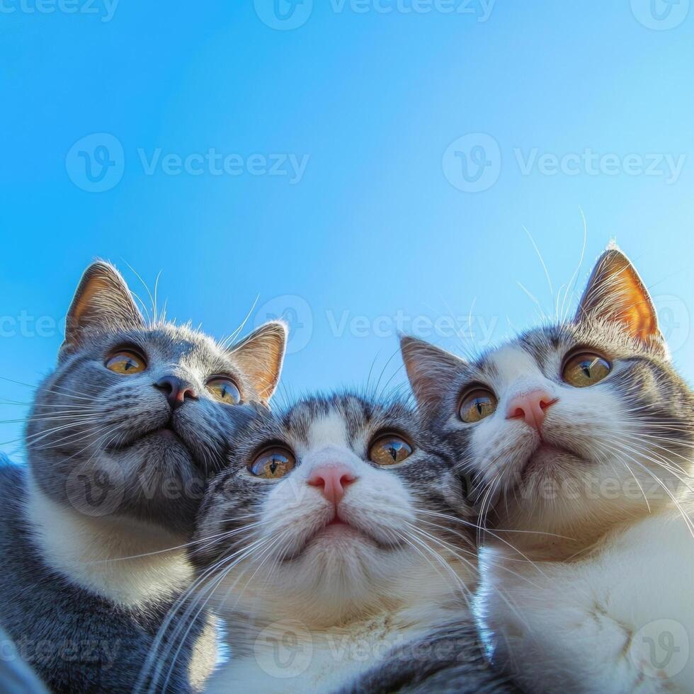 Selfie close-up of happy cats enjoying a sunny day together in a joyful atmosphere photo