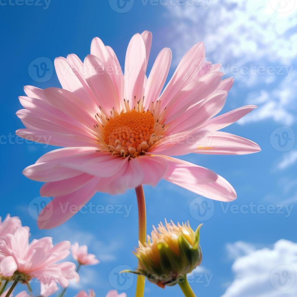 Bright pink flower stands tall against a vibrant blue sky with clouds on a sunny day photo