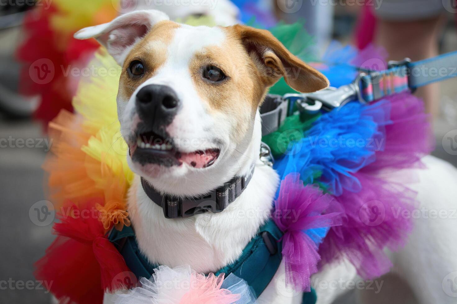 Pride Colorful Dog Parade. Two dogs dressed in bright rainbow tutus photo