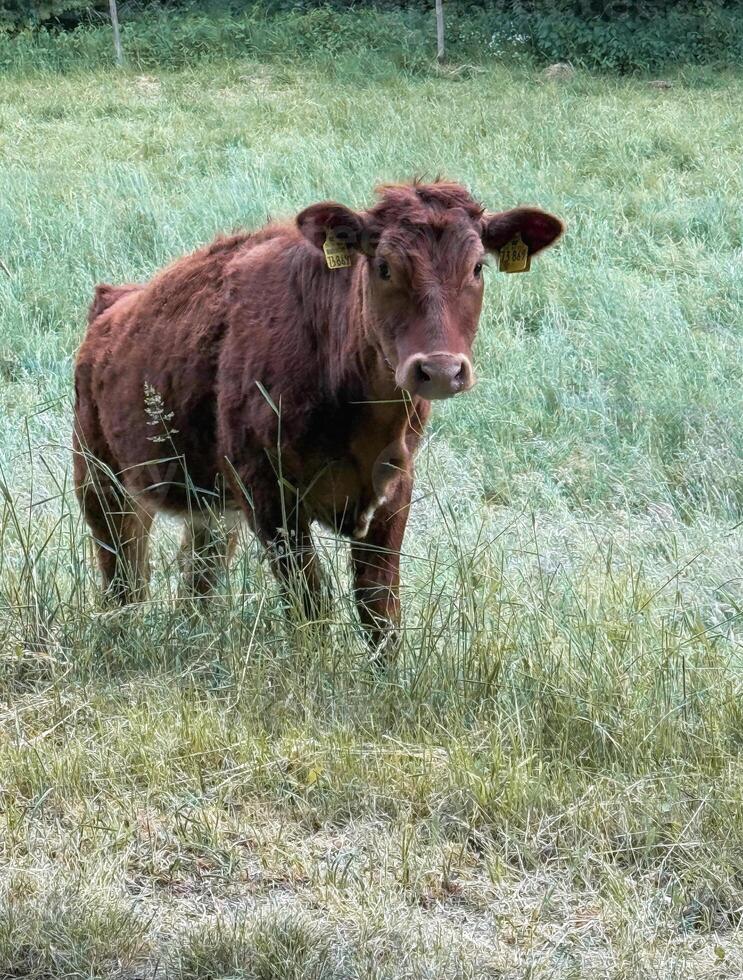 Brown and cute cow on a walk. German farm, ecological production. Green pasture with young grass. photo