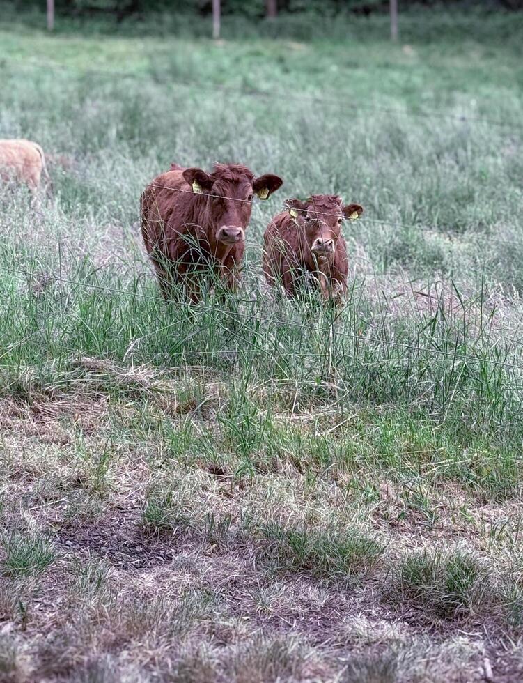 Two brown cows stand side by side on a lush green pasture with a wooded backdrop, creating a serene and pastoral farm scene. A peaceful moment in rural agricultural life photo