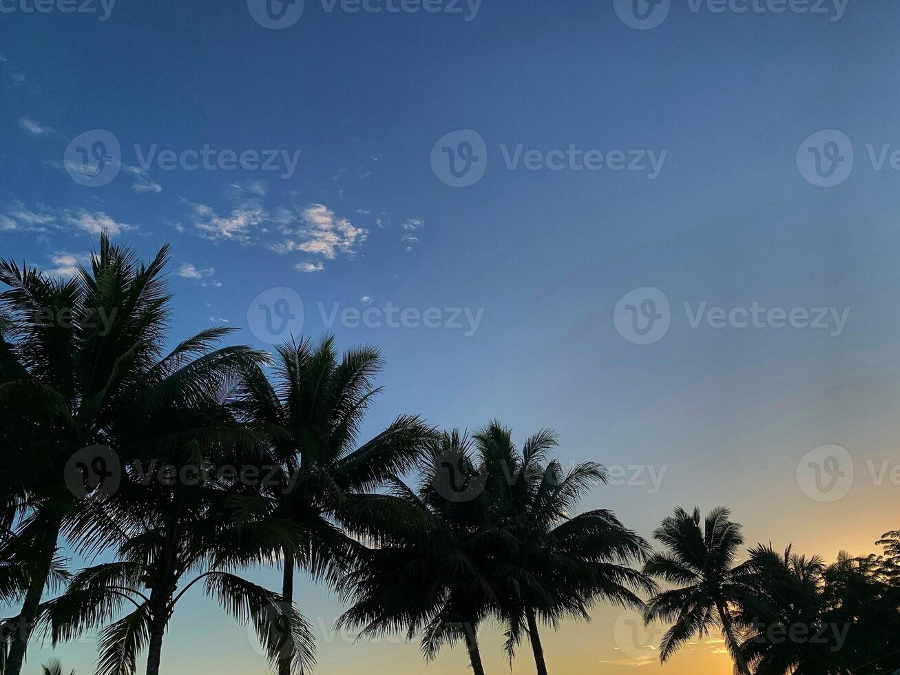 Sunset view on the beach with coconut trees photo