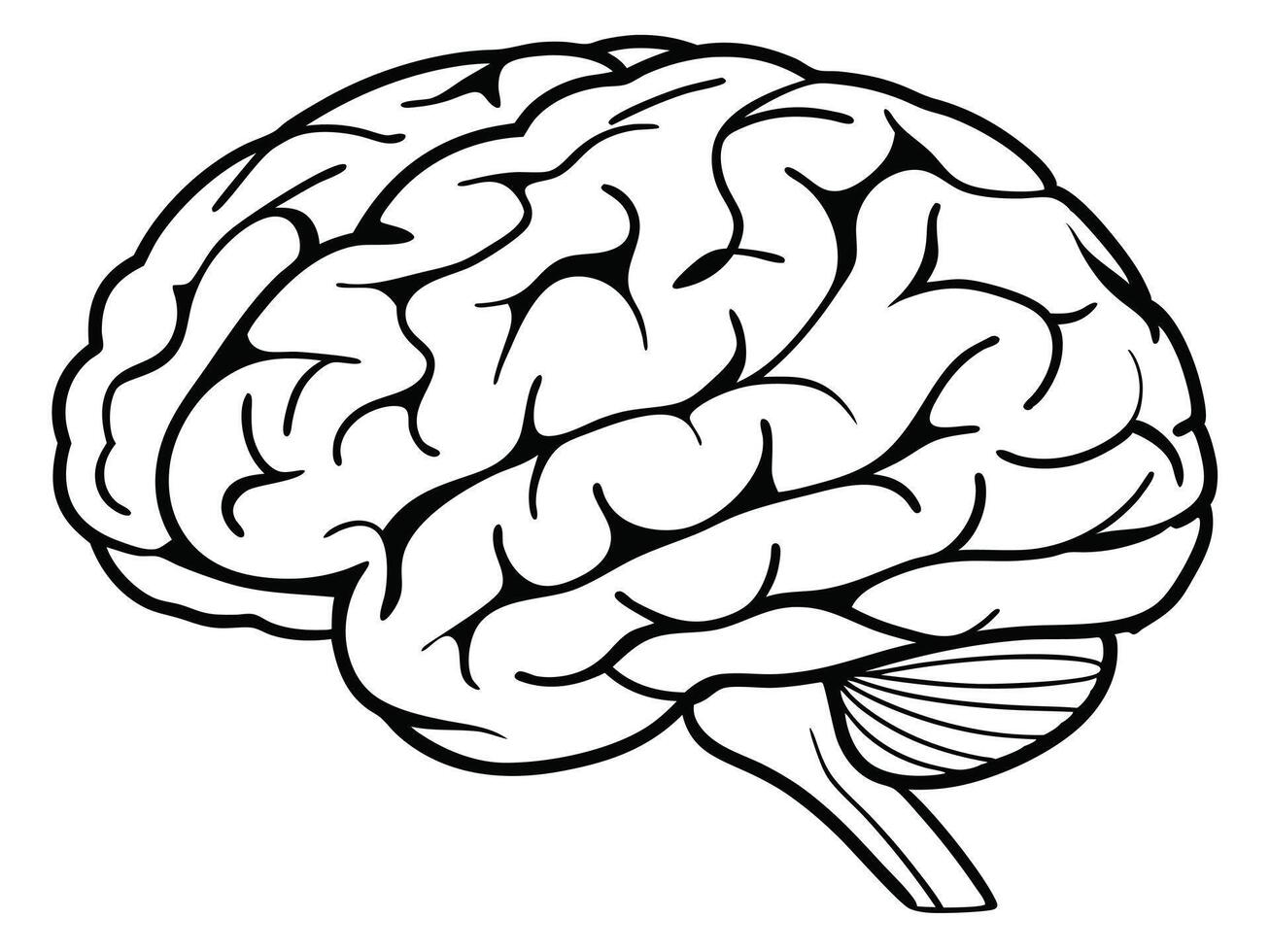 Black and white anatomical illustration of a human brain depicting medical neurology and mind vector