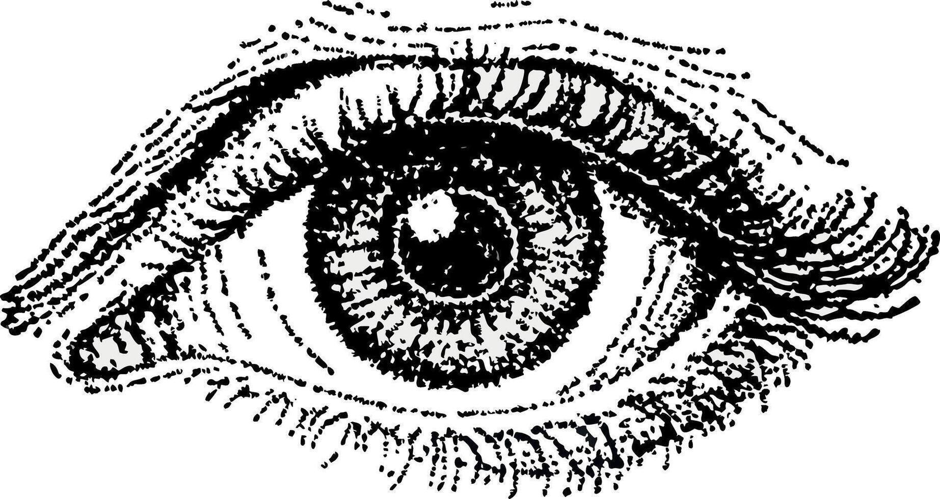 Vintage Eye Illustration Detailed Anatomy Drawing vector