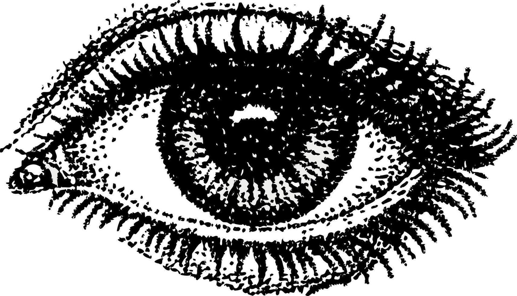 Detailed Hand Drawn Eye Illustration Design Element vector
